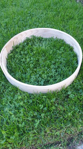 Shaman drum hoop ash wood - drum, 14