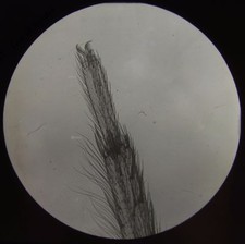 Glass Magic Lantern Slide LEG OF SPIDER C1910 MICROSCOPE PHOTO INSECT
