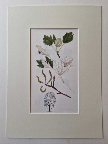 Matousova white poplar - white,