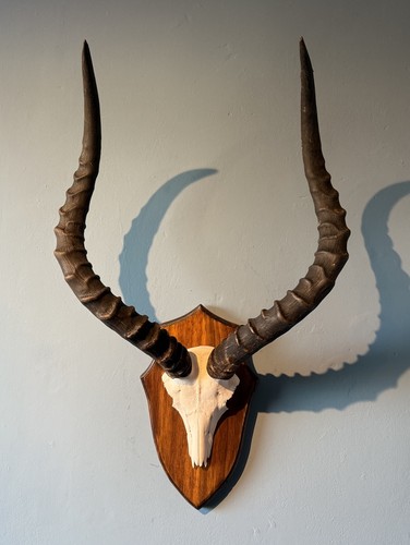 Stunning african impala - stunning, skull