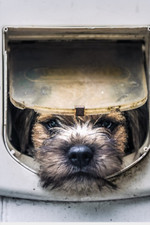 Border Terrier Notebook - 120