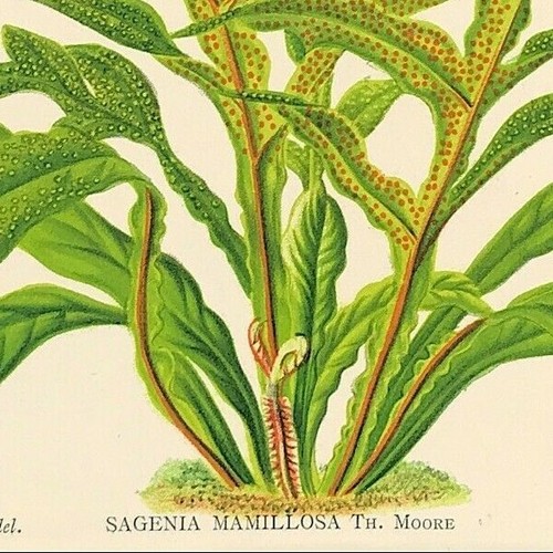 Flowers sagenia mamillosa - flowers,