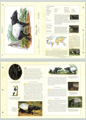 Malayan tapir 113 mammal - tapir,