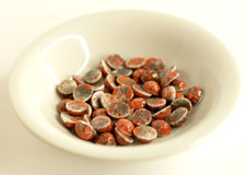VINTAGE NEW (PKG Of 48) Coral