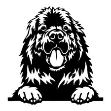 Newfoundland Dog Puppy Face