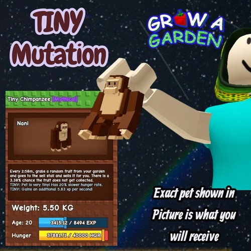 Tiny chimpanzee pet - tiny,