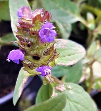 Prunella vulgaris. (Heal All)