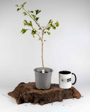 Ginkgo Bonsai Starter Tree –