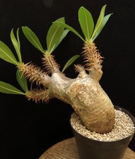 Pachypodium