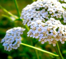 3100x Yarrow Pure Snow Achillea Millefolium Seeds - Perennial Flower