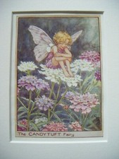 Candytuft Fairy Vintage Flower