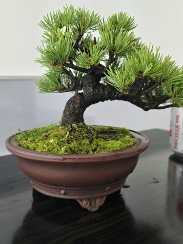Stunning japanese white - japanese, pine