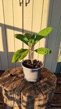 Echium Purple Pillars 2L Pot