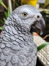 Vivid Arts African Grey Parrot