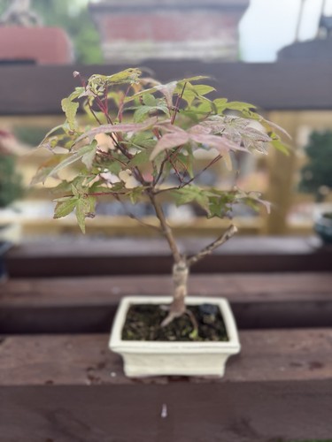 Japanese maple bonsai - japanese,