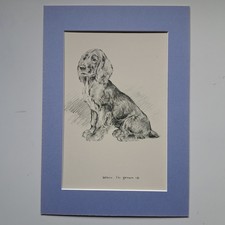 Cocker spaniel puppy - spaniel, f