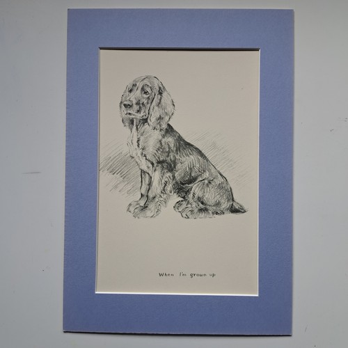 Cocker spaniel puppy - cocker,