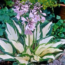 Hosta FIRE & ICE in a 3 Litre