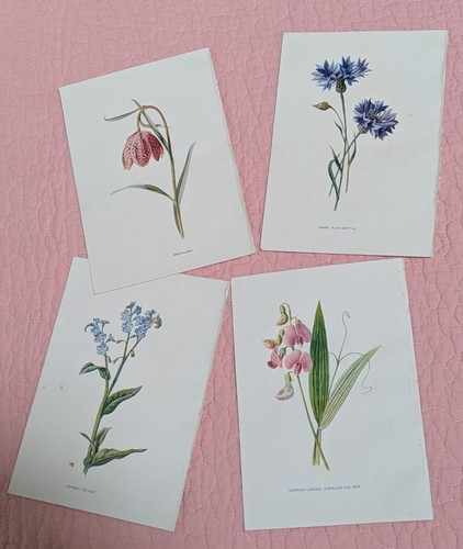 Antique botanical wild flower - wild,