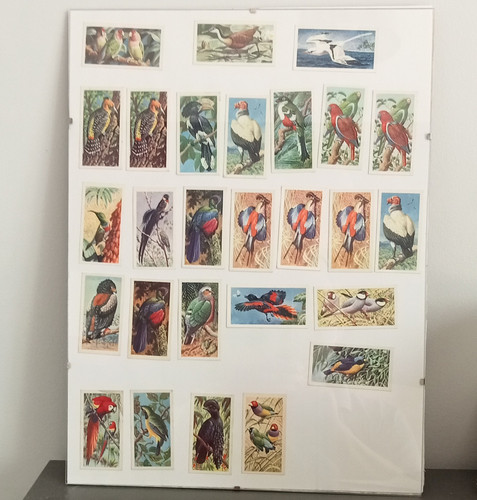 Tropical birds brooke - tropical,