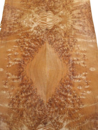 Kampfer maple root - maple,