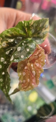Begonia maculata pink - maculata,