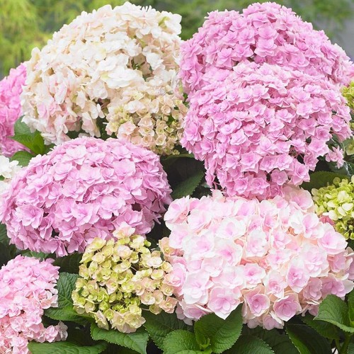 Hydrangea macrophylla doppio - hydrangea,
