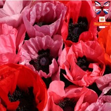 ORIENTAL POPPY 100 SEEDS MIX