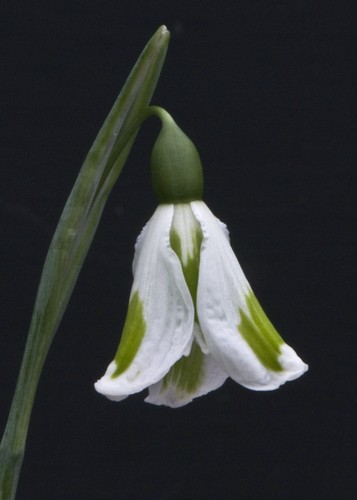 Galanthus chantry lady - galanthus,