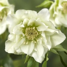 Perfect Plants Hellebore Plant in 17cm Pot -- Garden Ready to Plant