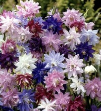 AQUILEGIA 25 SEEDS BARLOW DOUBLE MIX PERENNIAL GRANNY’S BONNET McKana