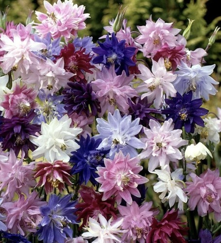 Aquilegia seeds barlow - aquilegia,