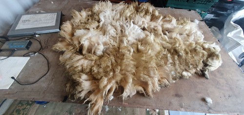 Raw sheep fleece - raw,