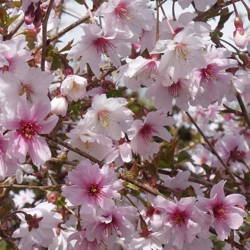 Prunus incisa kojo mai - kojo-no-mai,