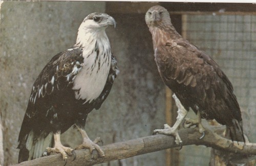 Postcard eagle cricket - @, st