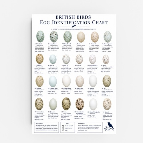 British birds egg - birds,