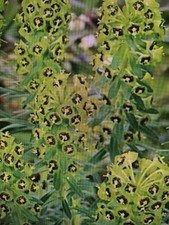 Euphorbia Black Pearl 20 Seeds