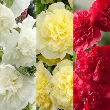Hollyhock Alcea Chaters Plant