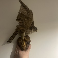 taxidermy  Sparrow Hawk