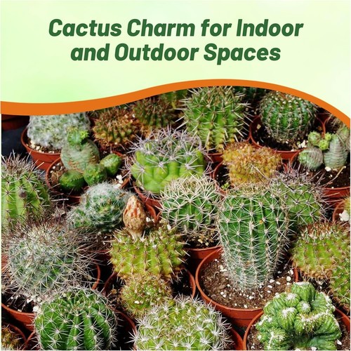 2000 seeds cactus - seeds, for