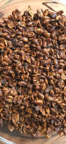 50g silkworm pupae - 50g, protein
