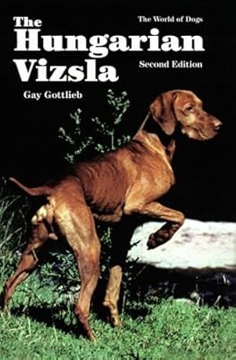 The hungarian vizsla - hungarian, (world