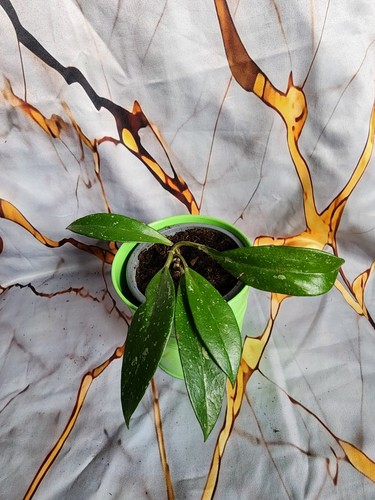 Hoya pubicalix rooted - pubicalix,