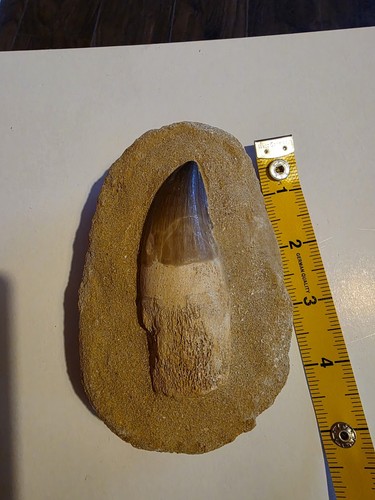 Complete rooted mosasaur - rooted, tooth
