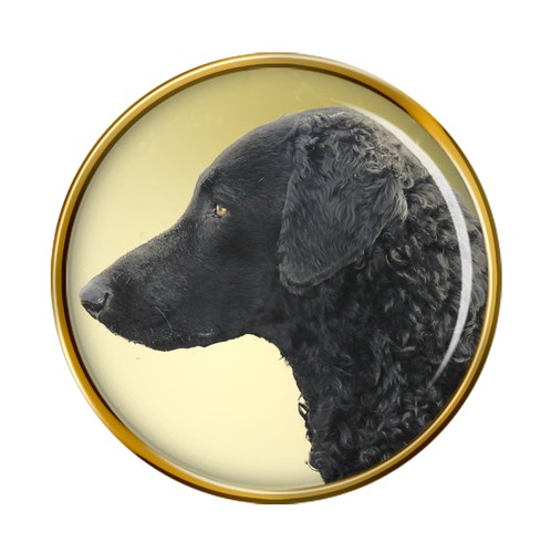 Curly coated retriever - retriever, dog
