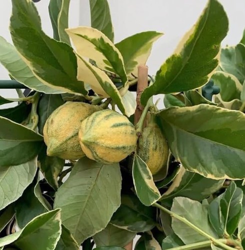 Variegated citrus lemon meyer - lemon,