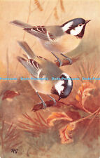 R483579 Coal Tit Parus Ater British Birds by Roland Green Series 5