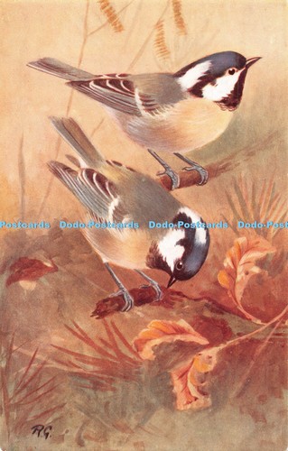 R483579 coal tit parus - r483579,