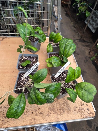 Hoya deykee rare - , deykee,
