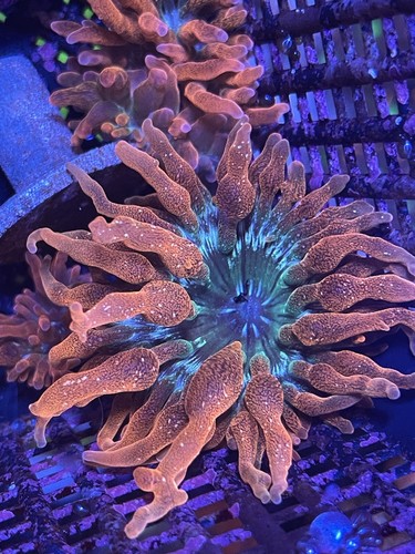 Coral combo pack - coral,